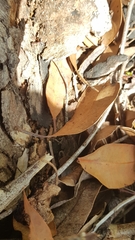 Amphibolurinae