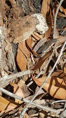 Amphibolurinae