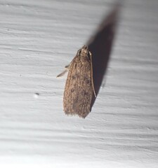 Glyphidocera juniperella