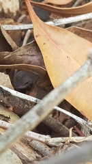 Amphibolurinae