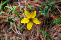 Bidens triplinervia