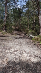 Alectura lathami lathami