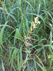 Themeda triandra