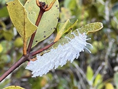 Attacus atlas