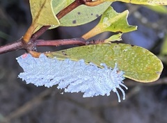 Attacus atlas