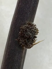 Xanthorrhoea minor lutea