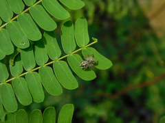 Hyllus diardi