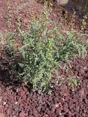 Ambrosia acanthicarpa