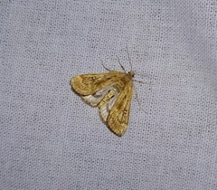 Parapoynx stratiotata