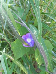 Ipomoea nil