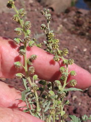 Ambrosia acanthicarpa