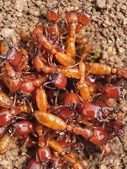 Dorylus labiatus