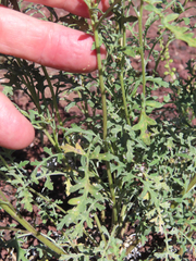 Ambrosia acanthicarpa