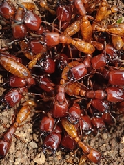 Dorylus labiatus