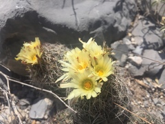 Coryphantha neglecta
