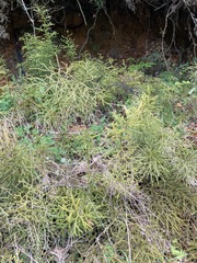 Lycopodium deuterodensum