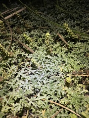 Ambrosia chamissonis