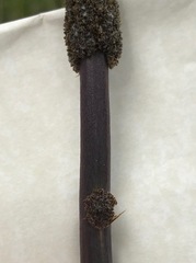 Xanthorrhoea minor lutea