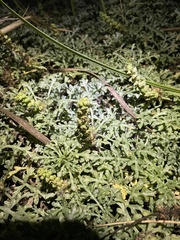 Ambrosia chamissonis