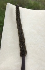 Xanthorrhoea minor lutea