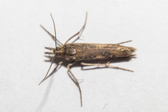 Orocrambus corruptus