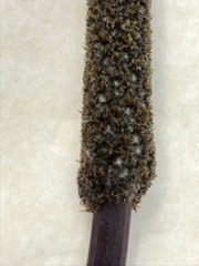 Xanthorrhoea minor lutea