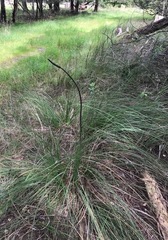 Xanthorrhoea minor lutea