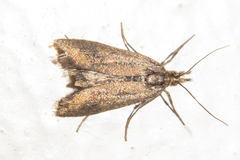 Orocrambus corruptus