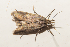 Orocrambus corruptus