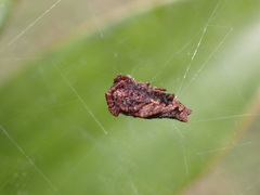 Cyrtophora exanthematica