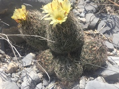 Coryphantha neglecta