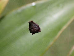 Cyrtophora exanthematica