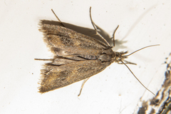 Orocrambus corruptus