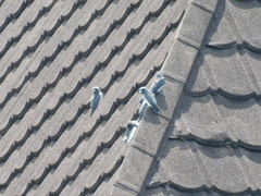 Artamus leucorynchus