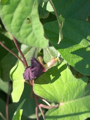 Macroptilium atropurpureum