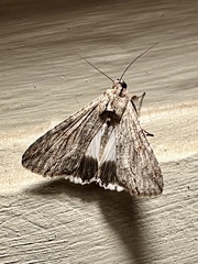 Melipotis acontioides