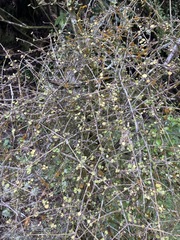 Coprosma rhamnoides