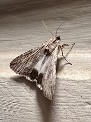 Melipotis acontioides