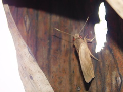 Erionota thrax