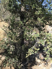 Quercus douglasii