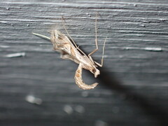 Lineodes integra