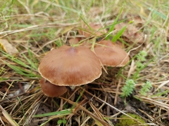 Fungi