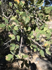 Quercus douglasii