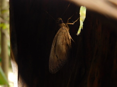Erionota thrax