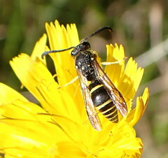 Ancistrocerus