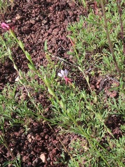 Oenothera suffrutescens