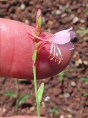 Oenothera suffrutescens