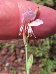 Oenothera suffrutescens