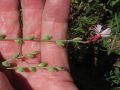 Oenothera suffrutescens