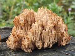 Artomyces pyxidatus